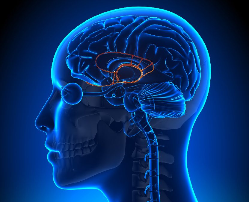 A Quick Dive into the Limbic System